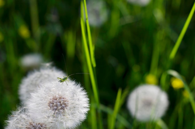 petite sauterelle verte sur la tête de pissenlit dans l'herbe