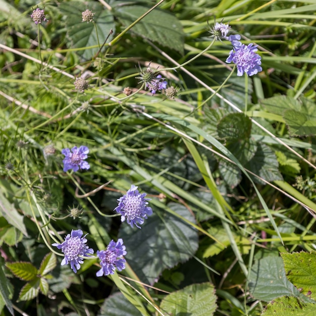 Petite Scabious (Scabiosa columbaria) floraison sur les South Downs