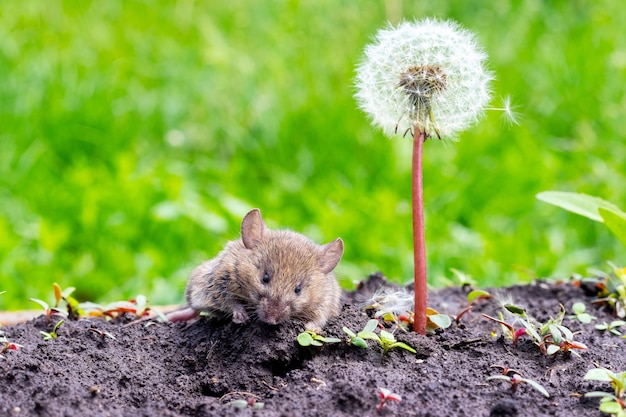 Une petite souris des champs dans un jardin au sol près d'un pissenlit blanc