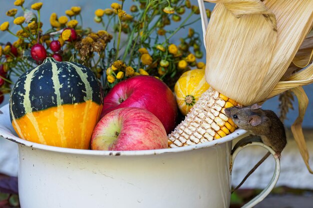 La petite souris grignote le maïs d'une décoration d'automne à une ferme