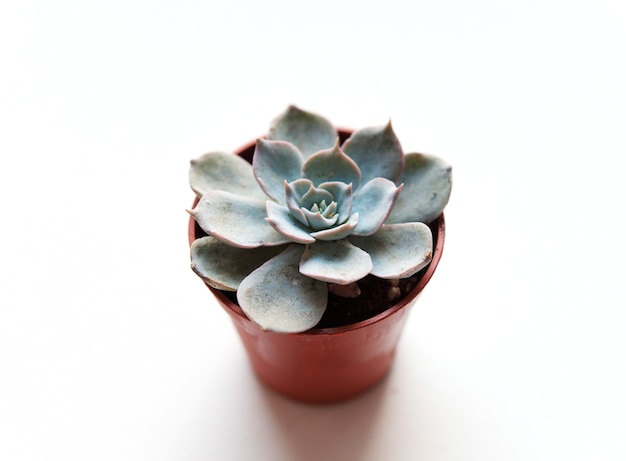 Petite succulente bleue en pot marron