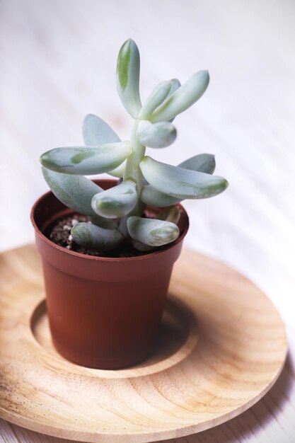 Petite succulente sur fond blanc