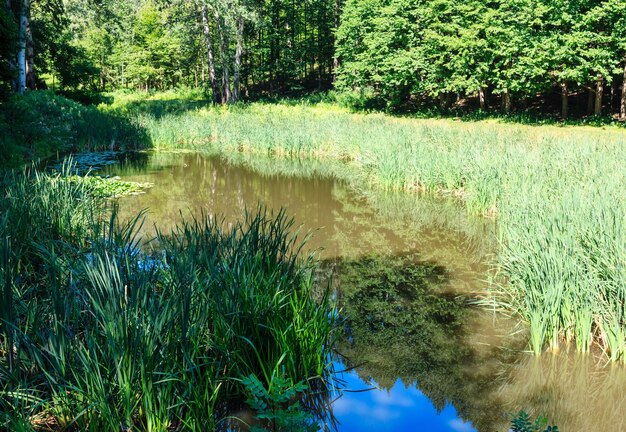 Petite surface de lac d'été aux reflets verts