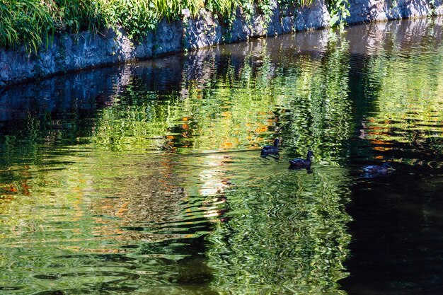 Petite surface de lac d'été aux reflets verts