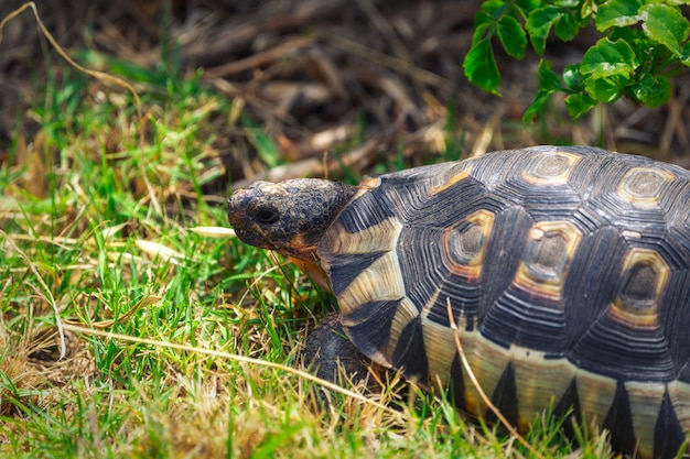 Petite tortue dans l'herbe vue rapprochée en Afrique du Sud