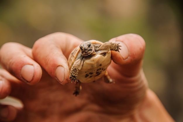 Petite tortue dans une main d'humain