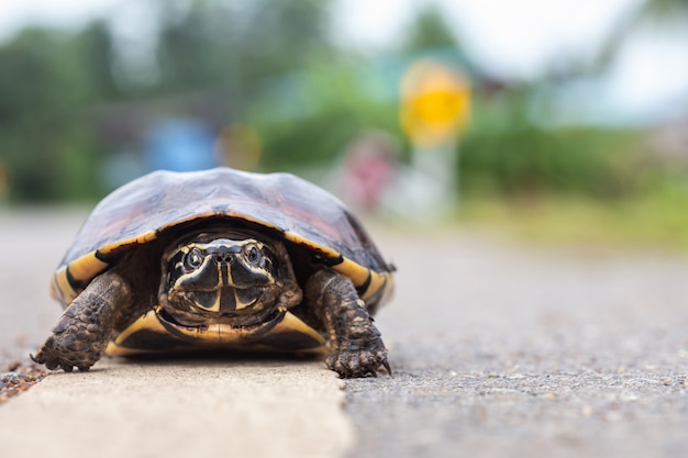 Petite tortue marchant sur la route