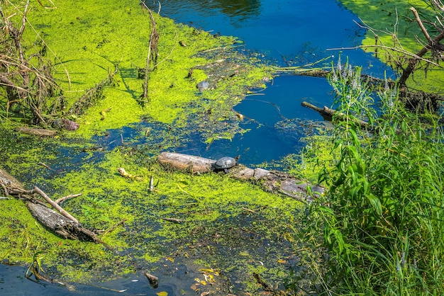 Petite Tortue Relaxante Sur Une Rivière En Rondin