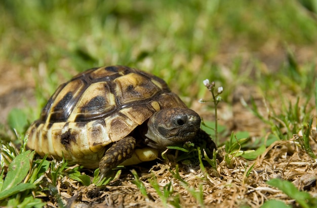 Petite tortue