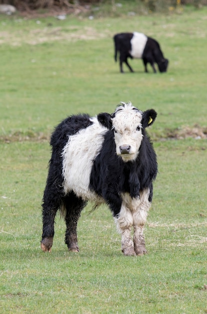 petite vache d&#39;élevage sur le champ de la ferme en Nouvelle-Zélande