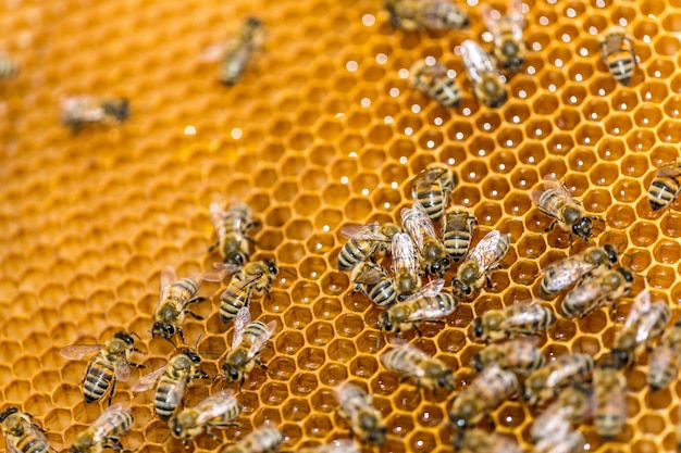 Petites abeilles sur des rayons pleins de miel