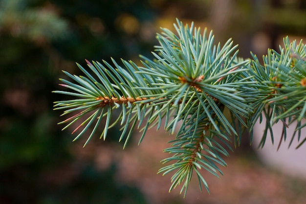 Petites aiguilles volumineuses bleu-vert-bleu clair sur les branches du gros plan de pin de Sibérie conifère