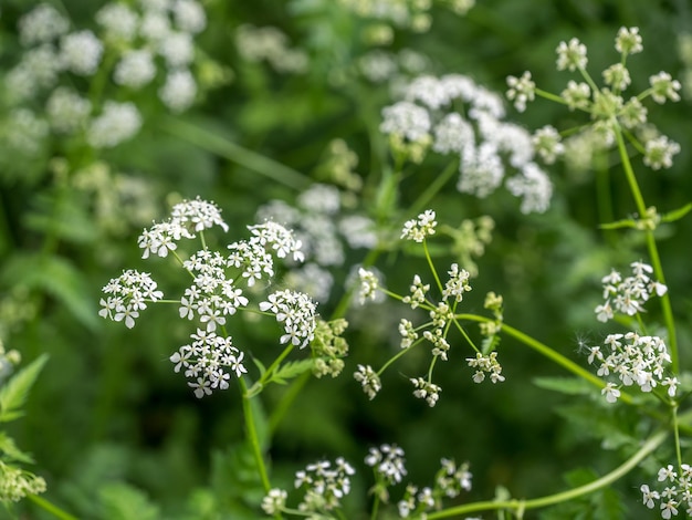 Petites belles fleurs de forêt dans la scène de la nature