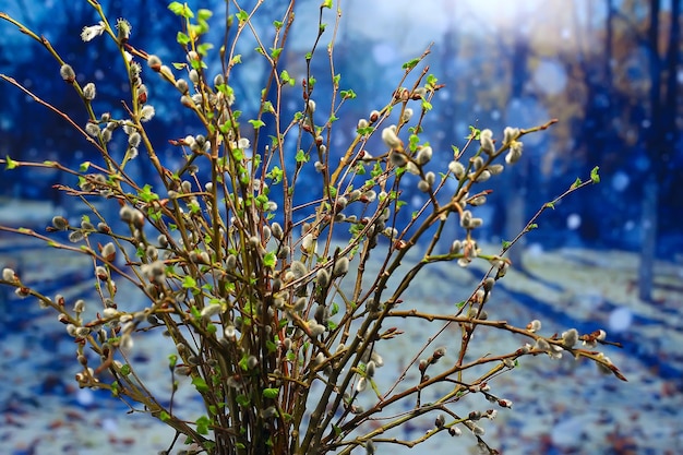 petites branches avec bourgeons feuilles / fond de printemps, concept fraîcheur botanique jeunesse