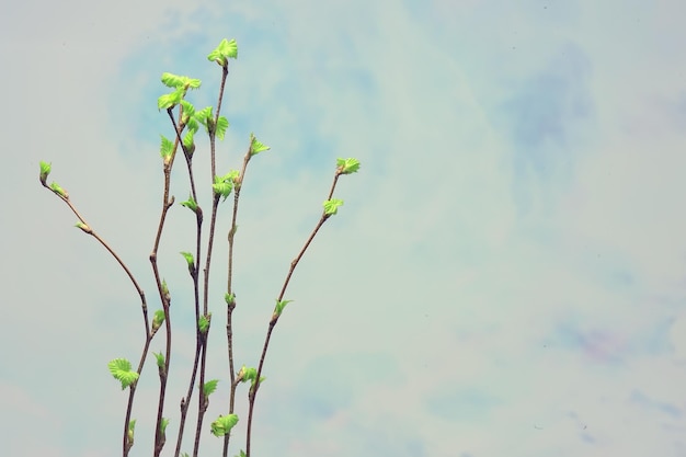 petites branches avec bourgeons feuilles / fond de printemps, concept fraîcheur botanique jeunesse