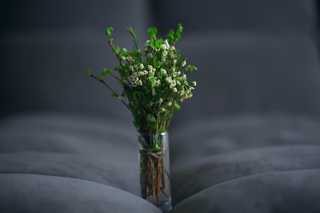 petites branches avec des feuilles de bourgeons / fond de printemps, concept fraîcheur botanique jeunesse