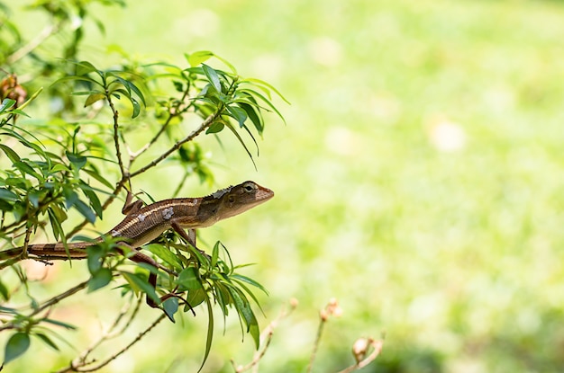 De petites branches de lézard à longue queue se déposent sur l&#39;arbre.