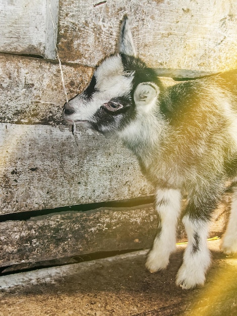 Petites chèvres debout dans un abri en bois Chèvres blanches curieuses Petites chèvres s'amusant à l'intérieur d'une grange