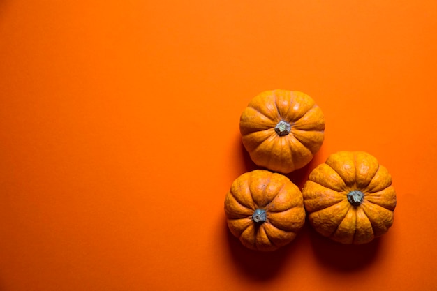 Petites citrouilles sur fond orange vif Halloween et fond d'action de grâces