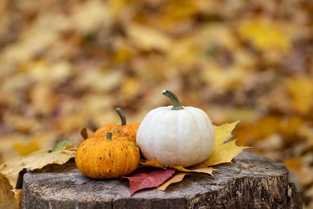 Petites citrouilles sur une souche dans la forêt d'automne sur un arrière-plan flou, copiez l'espace.