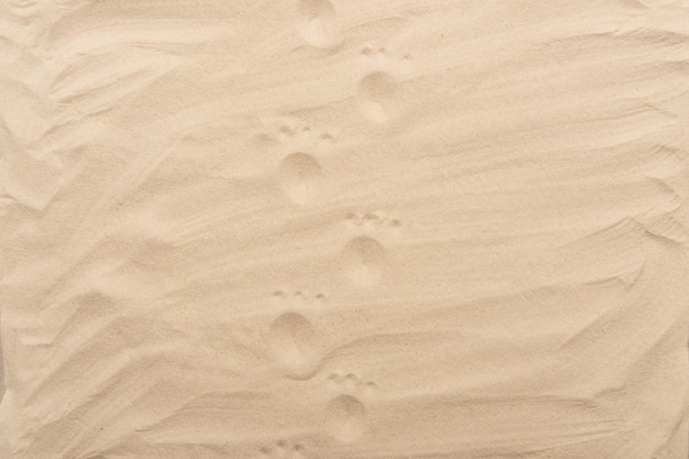 Petites empreintes de pas mignonnes sur le sable blanc