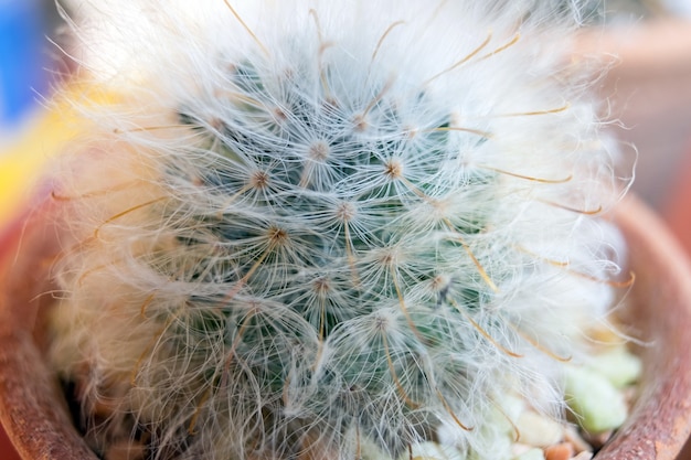 Petites espèces de cactus dans un vase marron, vue de dessus, mise à plat