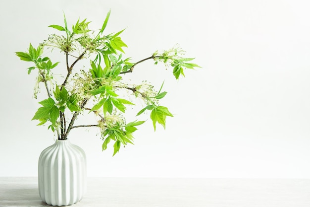 Petites feuilles délicates de bourgeons ouverts sur les branches pousses dans un vase sur une table sur fond gris Printemps le début d'une nouvelle vie Espace de copie