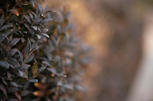 Petites feuilles d'une plante