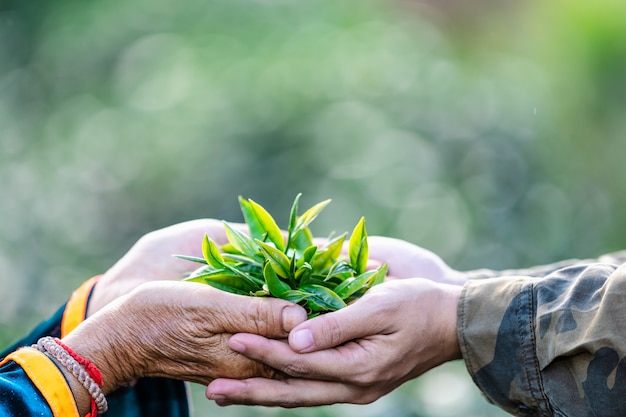 Petites feuilles de thé vert sur les mains