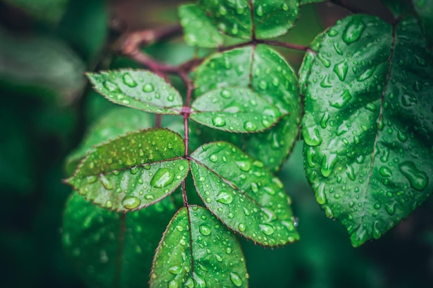 Petites feuilles vertes avec des gouttes d'eau après un jour de pluie