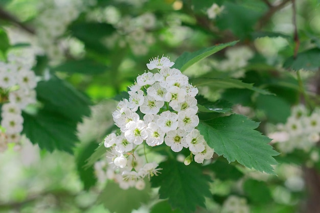 De petites fleurs d'aubépine blanches fleurissent au printemps