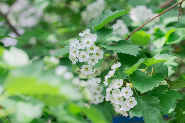 De petites fleurs d'aubépine blanches fleurissent au printemps