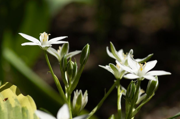 petites fleurs blanches astérisques au sol dans les feuilles vertes