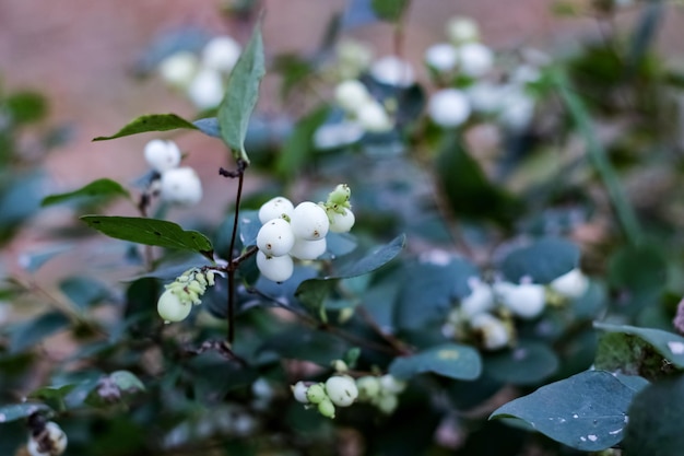 Petites fleurs blanches sur une branche avec des feuilles