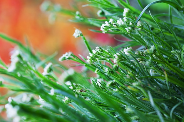 Petites fleurs blanches contre la nature