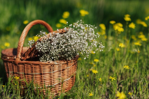 Petites fleurs blanches dans le panier