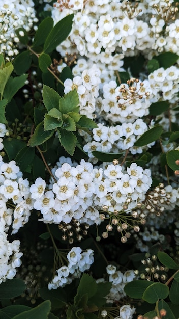 Petites fleurs blanches et feuillage vert sur le buisson