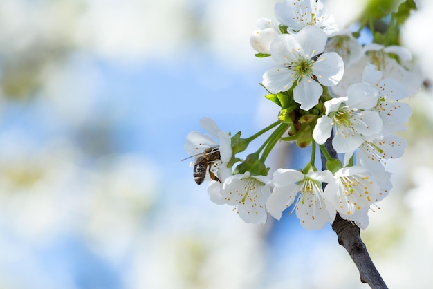 petites fleurs blanches fleurissent dans le jardin