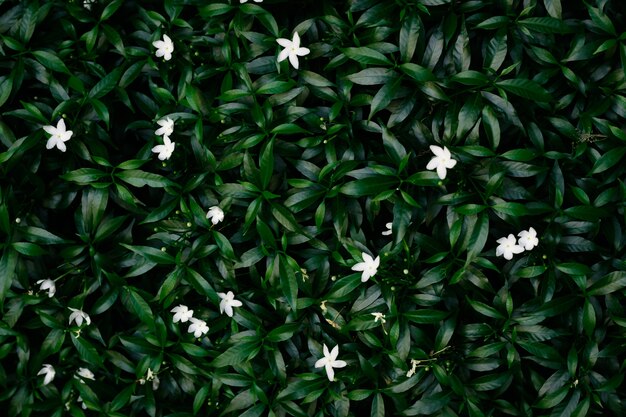 Petites fleurs blanches sur fond de feuilles vertes. Concept de fleurs naturelles.