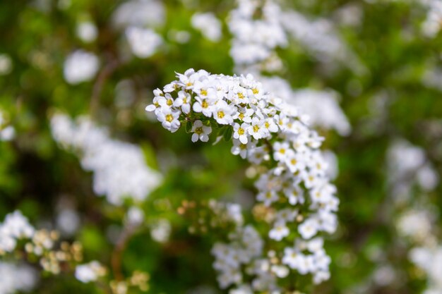 Petites fleurs blanches sur le fond floral de la branche