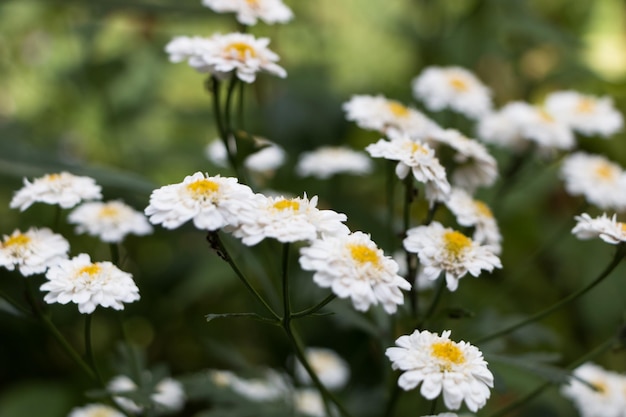 Petites fleurs blanches gros plan sur un fond naturel de jour d'été