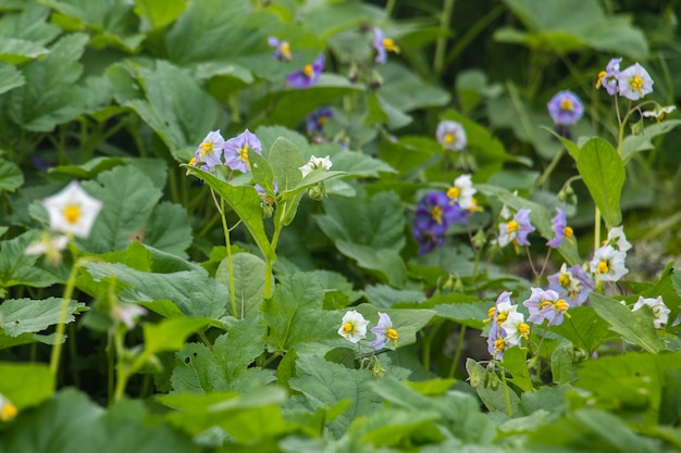 Petites fleurs blanches et lilas qui poussent dans les sous-bois de plantes vertes Fond nuageux