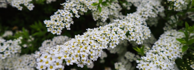 Petites fleurs blanches de thunberg spirea spiraea thunbergii bush en fleurs