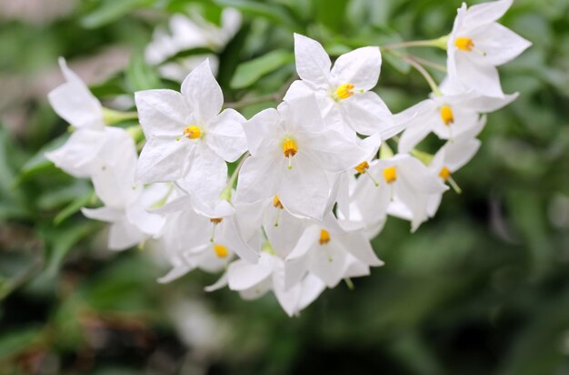 Petites fleurs blanches