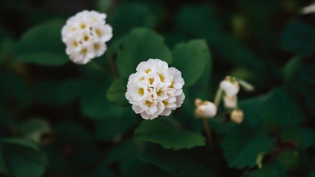 Petites fleurs blanches