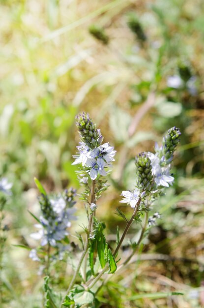 Petites fleurs bleu clair qui fleurissent dans le pré.