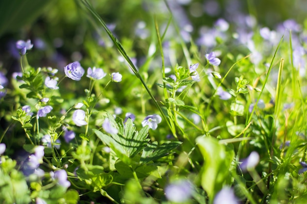 Petites fleurs bleues sur fond d'herbe verte