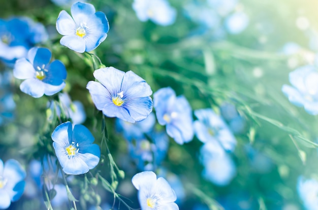 Petites fleurs bleues mignonnes.