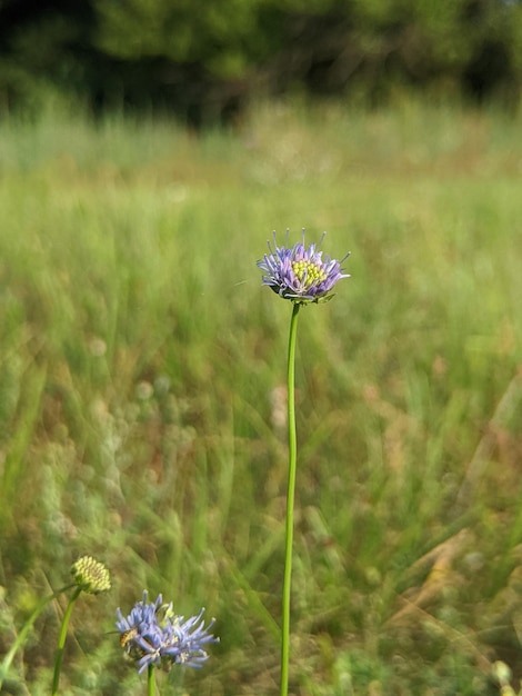 petites fleurs bleues sauvages dans la forêt