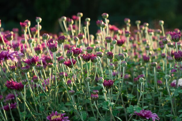 Petites fleurs et boutons de chrysanthèmes violets. arrière-plan, gros plan